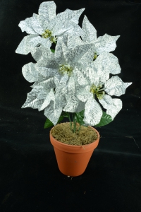 Silver Metallic Poinsettia Bush x 5 (lot of 1 bush) SALE ITEM